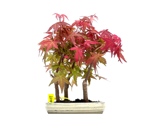 Bosque Acer Palmatum Deshojo 0082