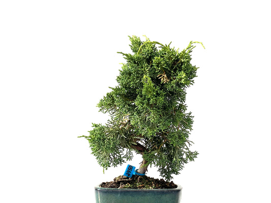 Juniperus Chinensis Kyshu 2450