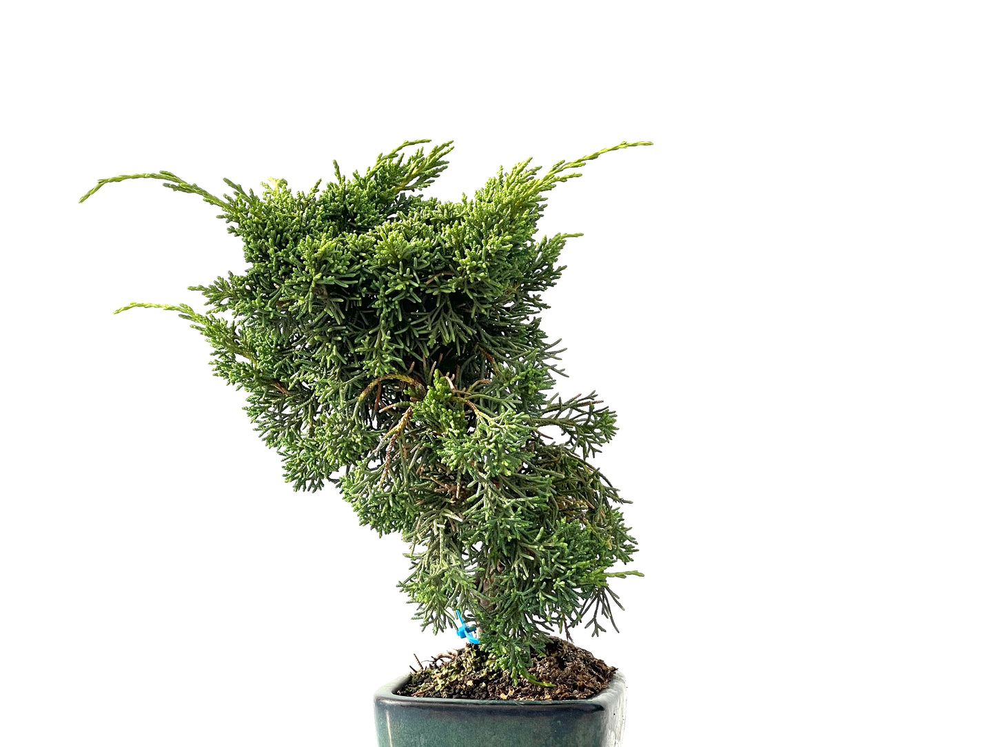 Juniperus Chinensis Kyshu 2450