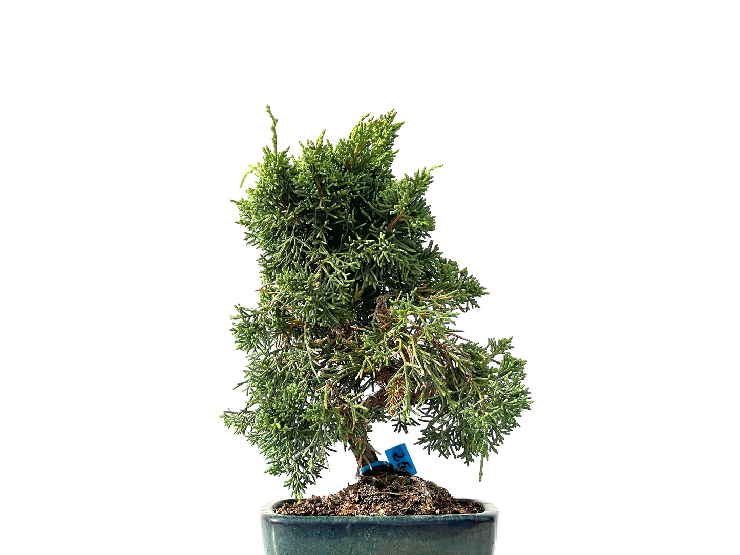 Juniperus Chinensis Kyshu 2450