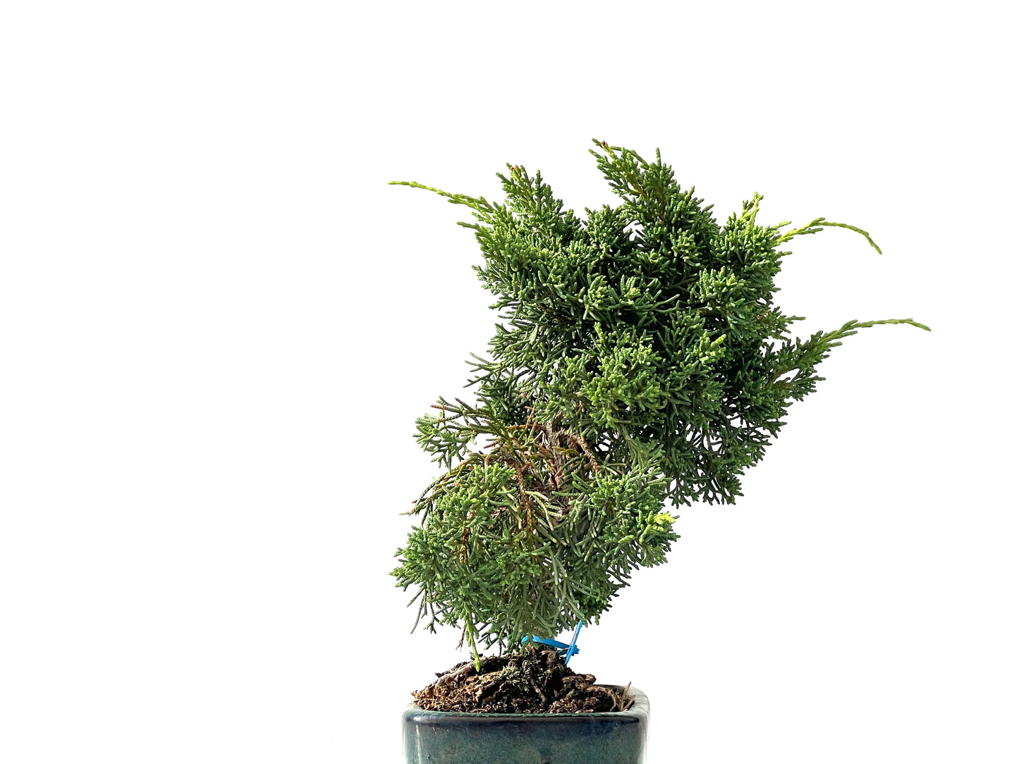 Juniperus Chinensis Kyshu 2450