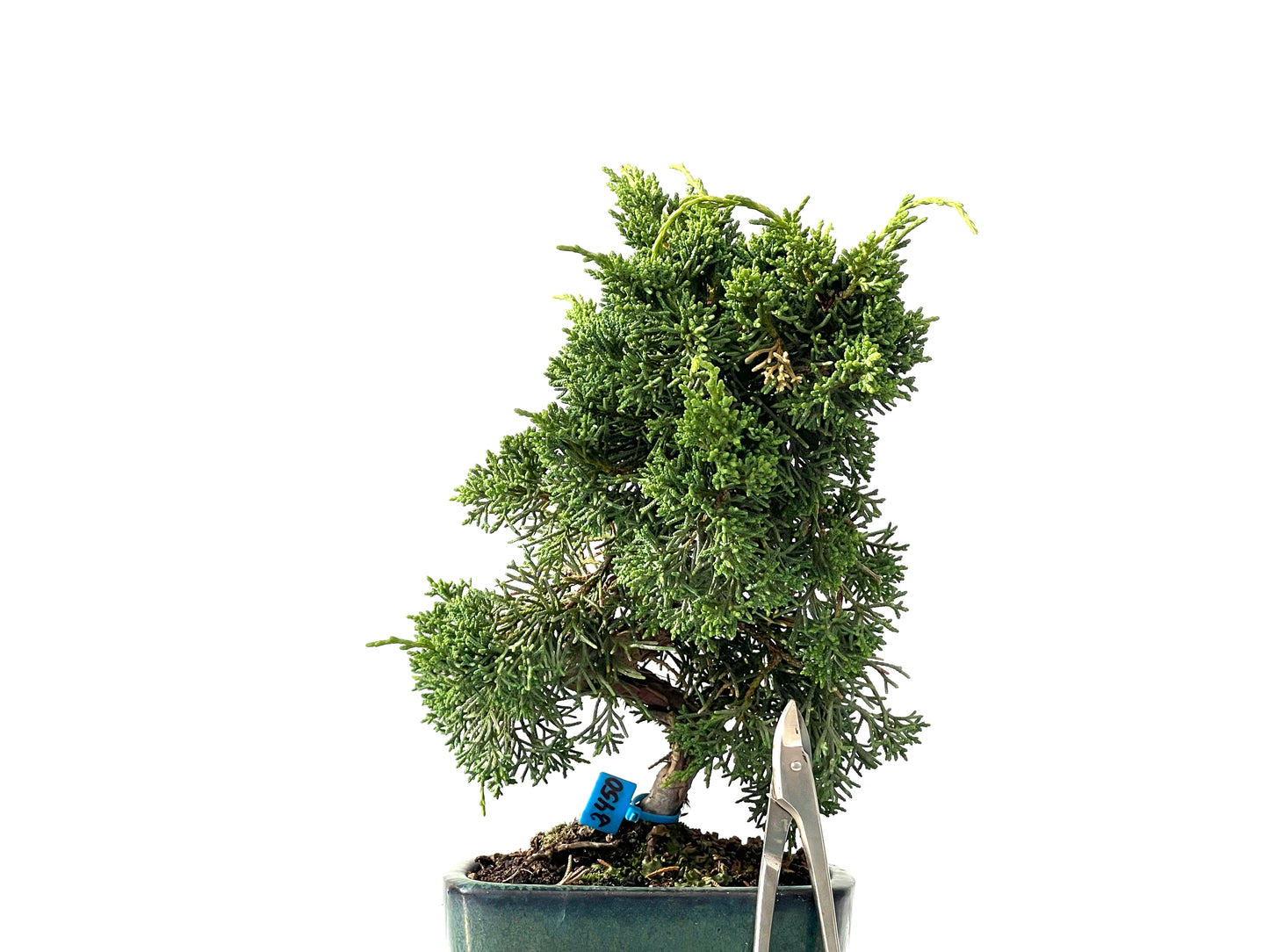 Juniperus Chinensis Kyshu 2450