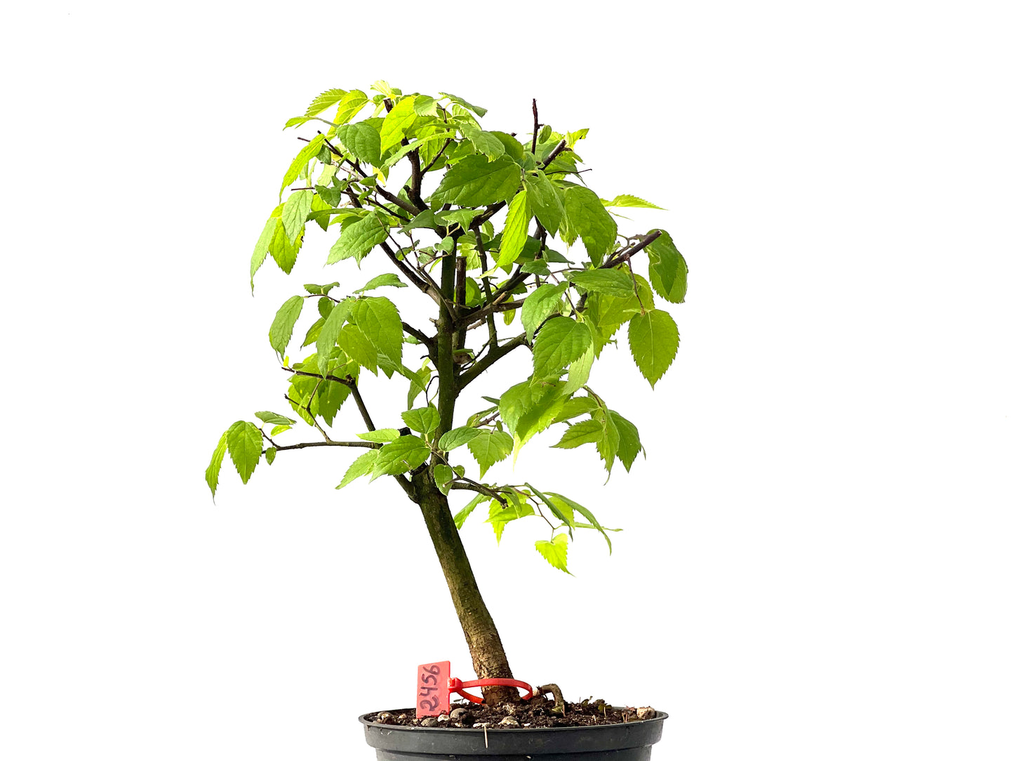 Celtis Australis 2456