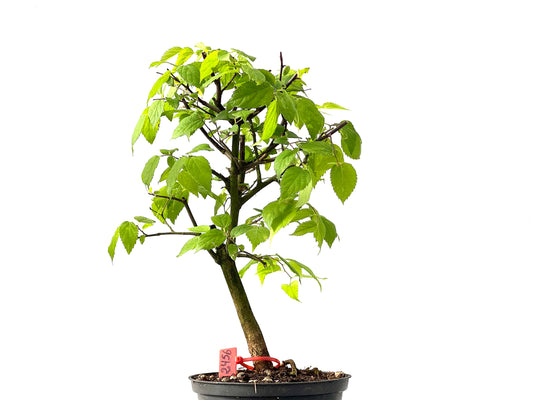 Celtis Australis 2456