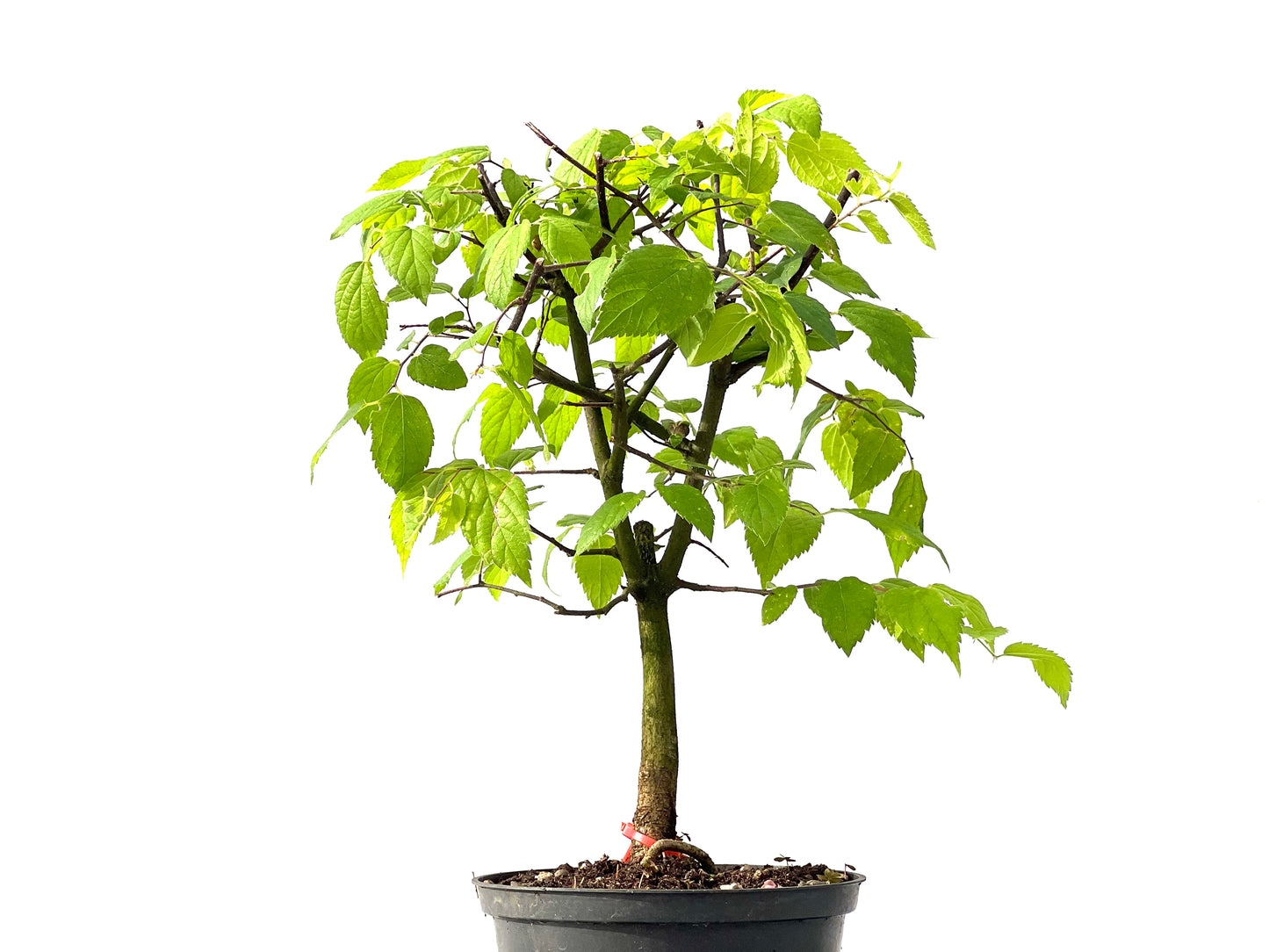 Celtis Australis 2456