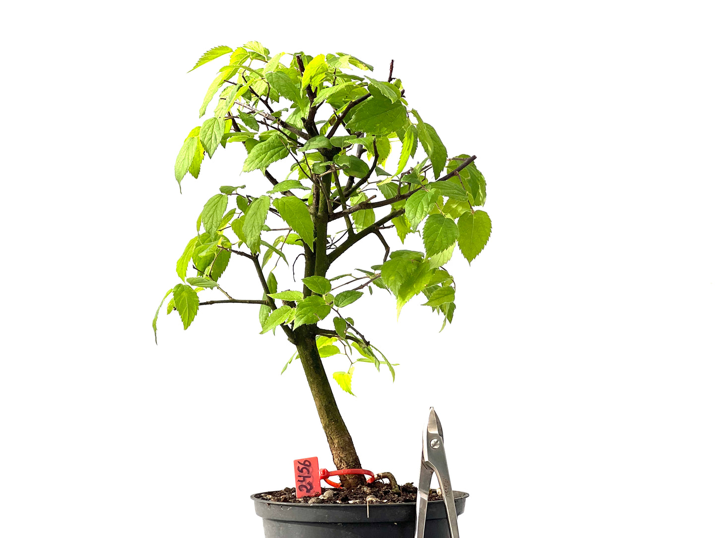Celtis Australis 2456