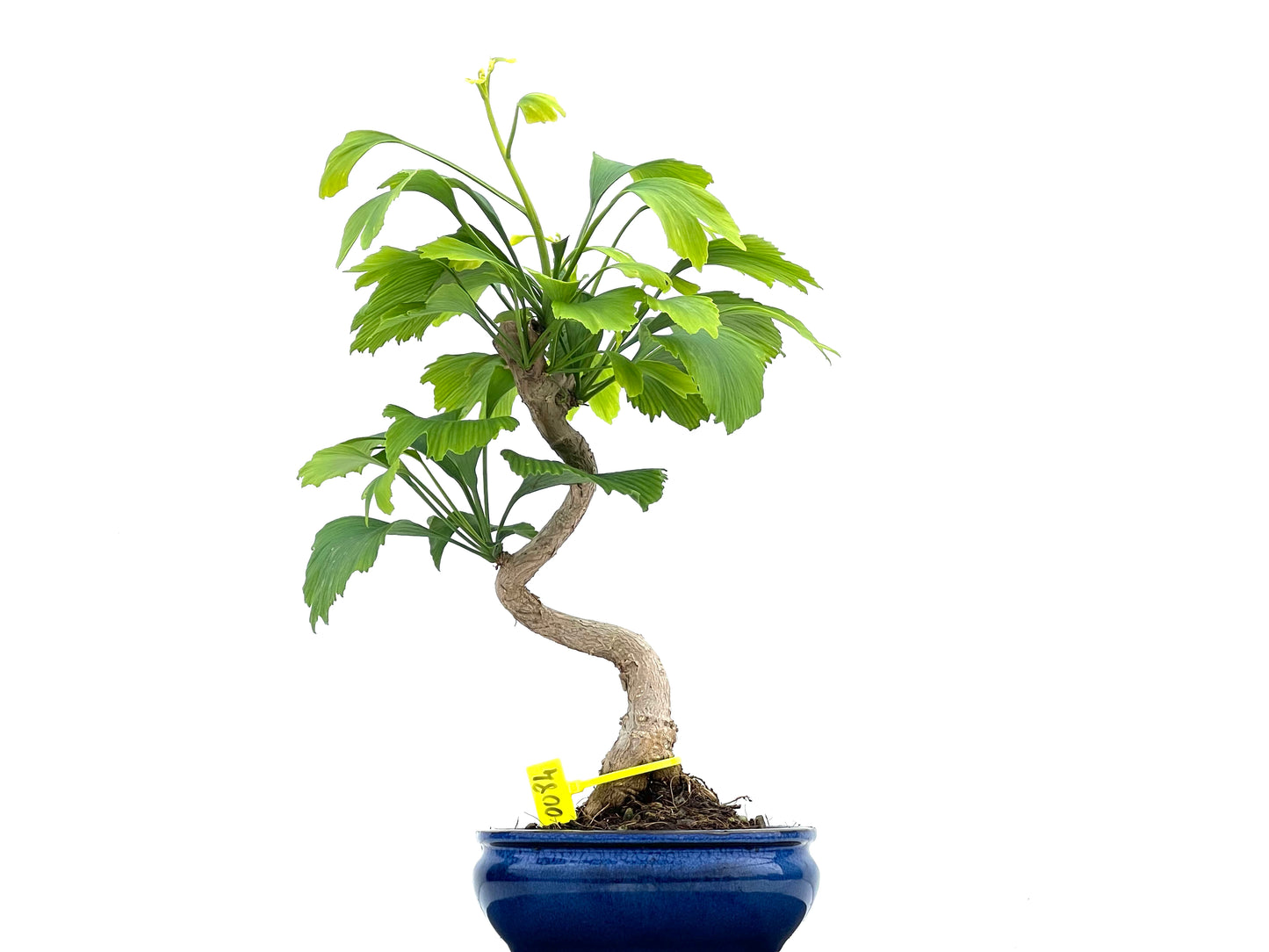 Ginkgo Biloba 0084