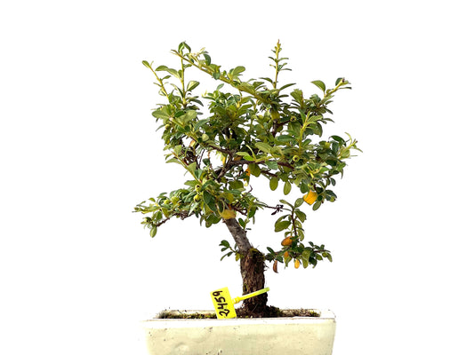 Cotoneaster Horizontalis 2459