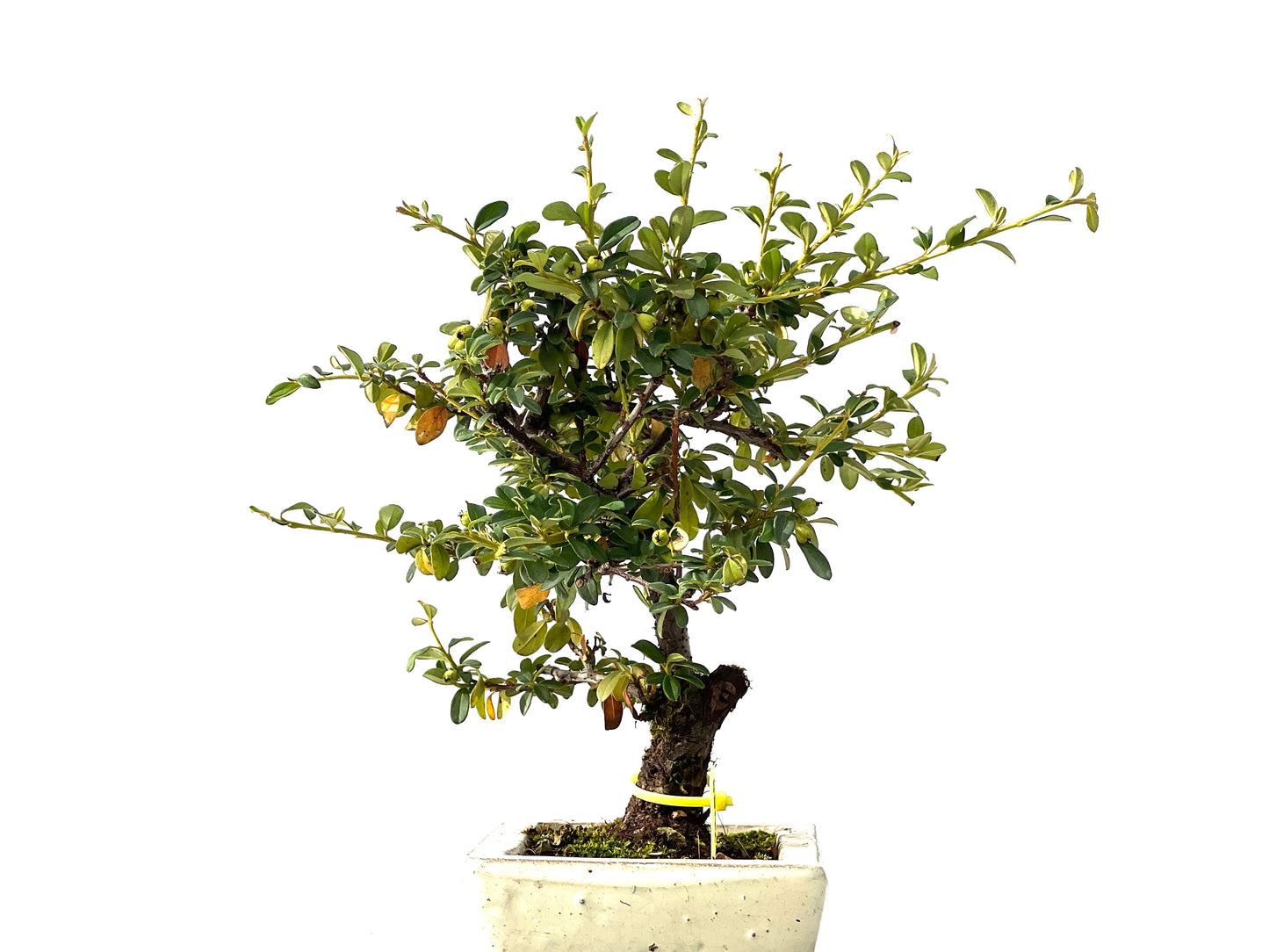 Cotoneaster Horizontalis 2459
