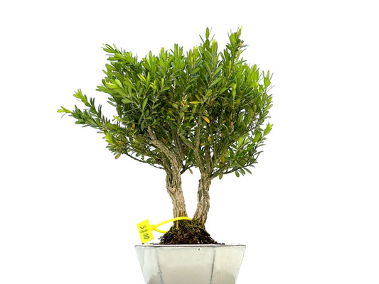 Buxus Harlandii 0085