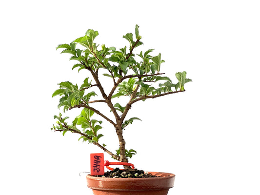 Olmo Nire Keyaki 2449