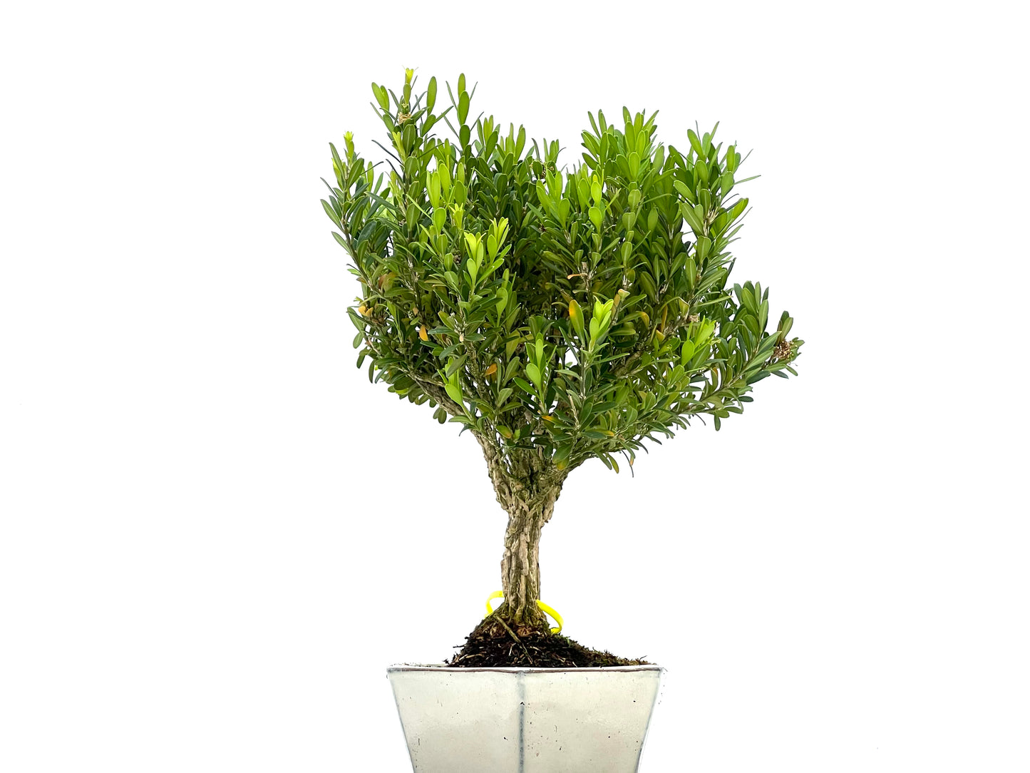 Buxus Harlandii 0085