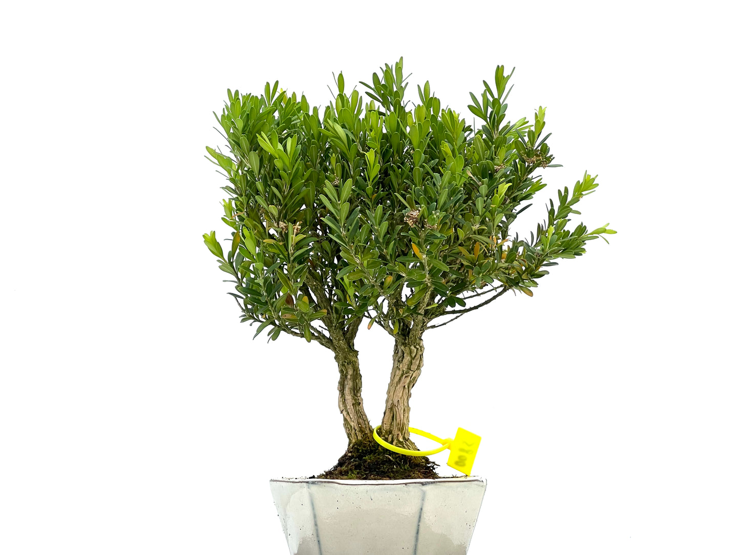 Buxus Harlandii 0085