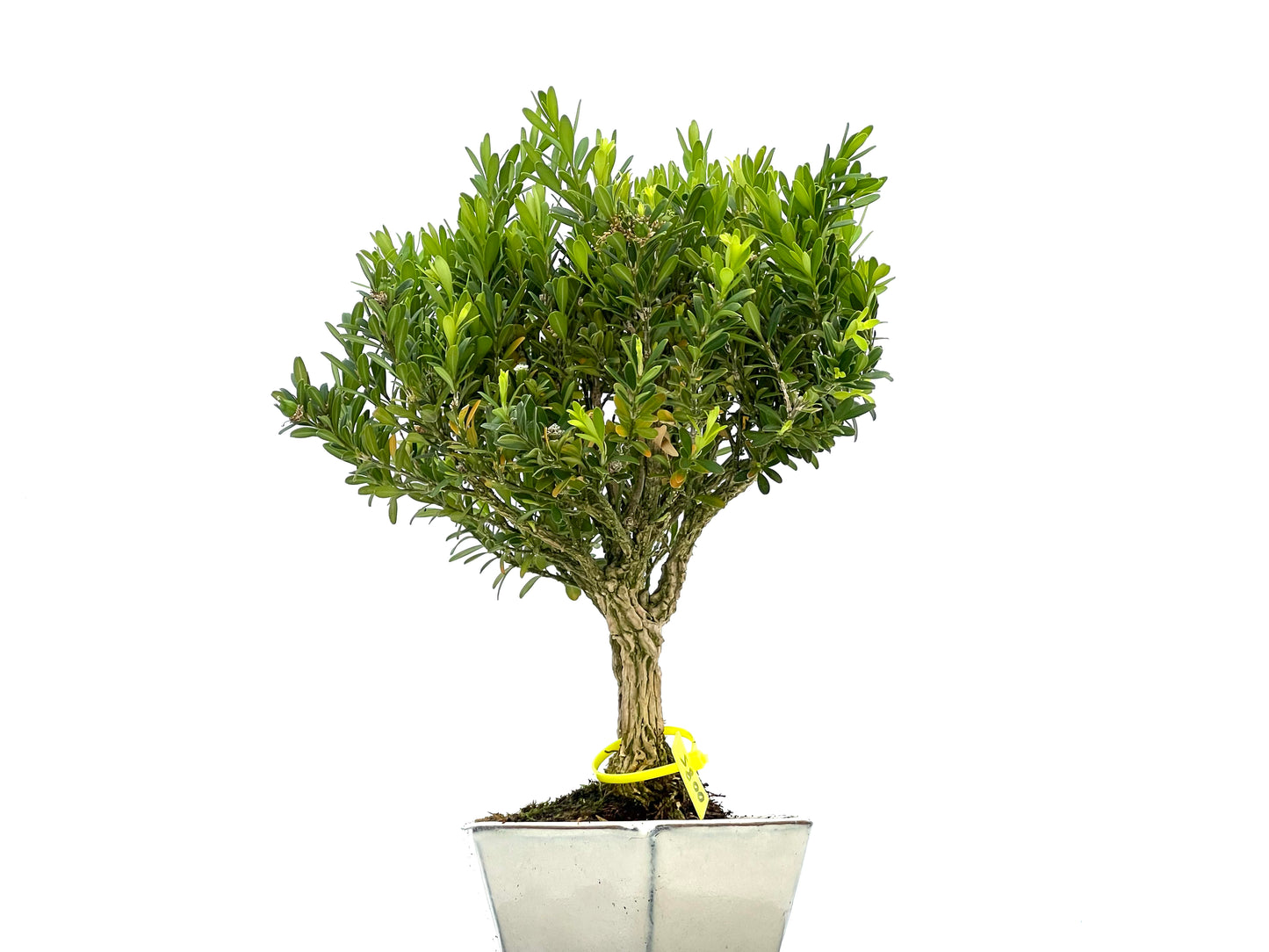 Buxus Harlandii 0085