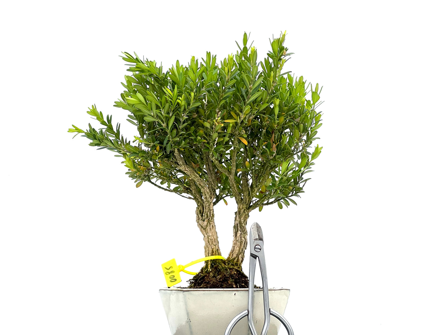 Buxus Harlandii 0085