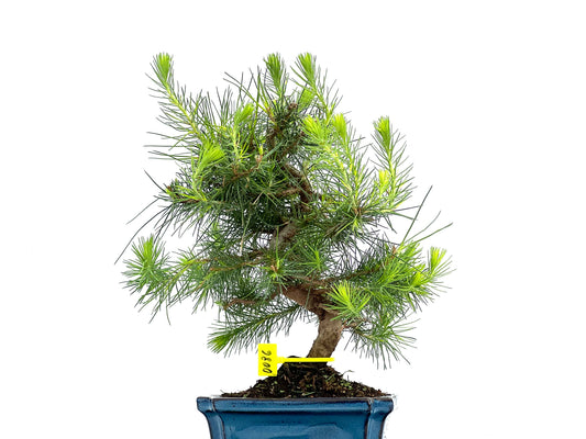 Pinus Halepensis 0086
