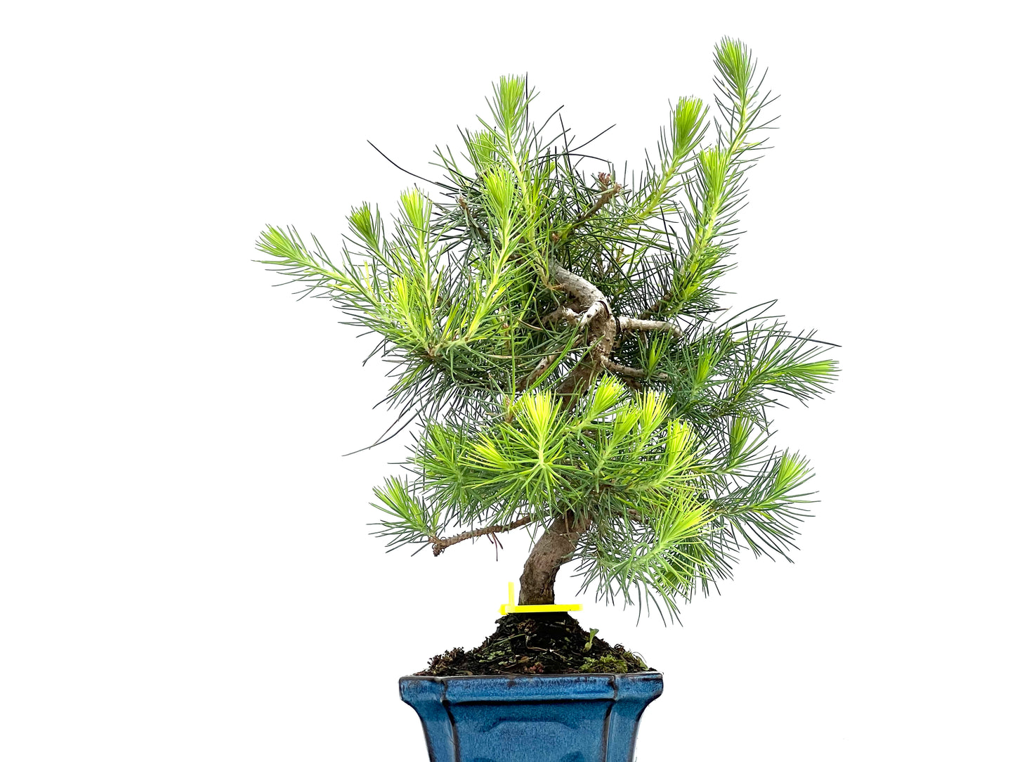 Pinus Halepensis 0086