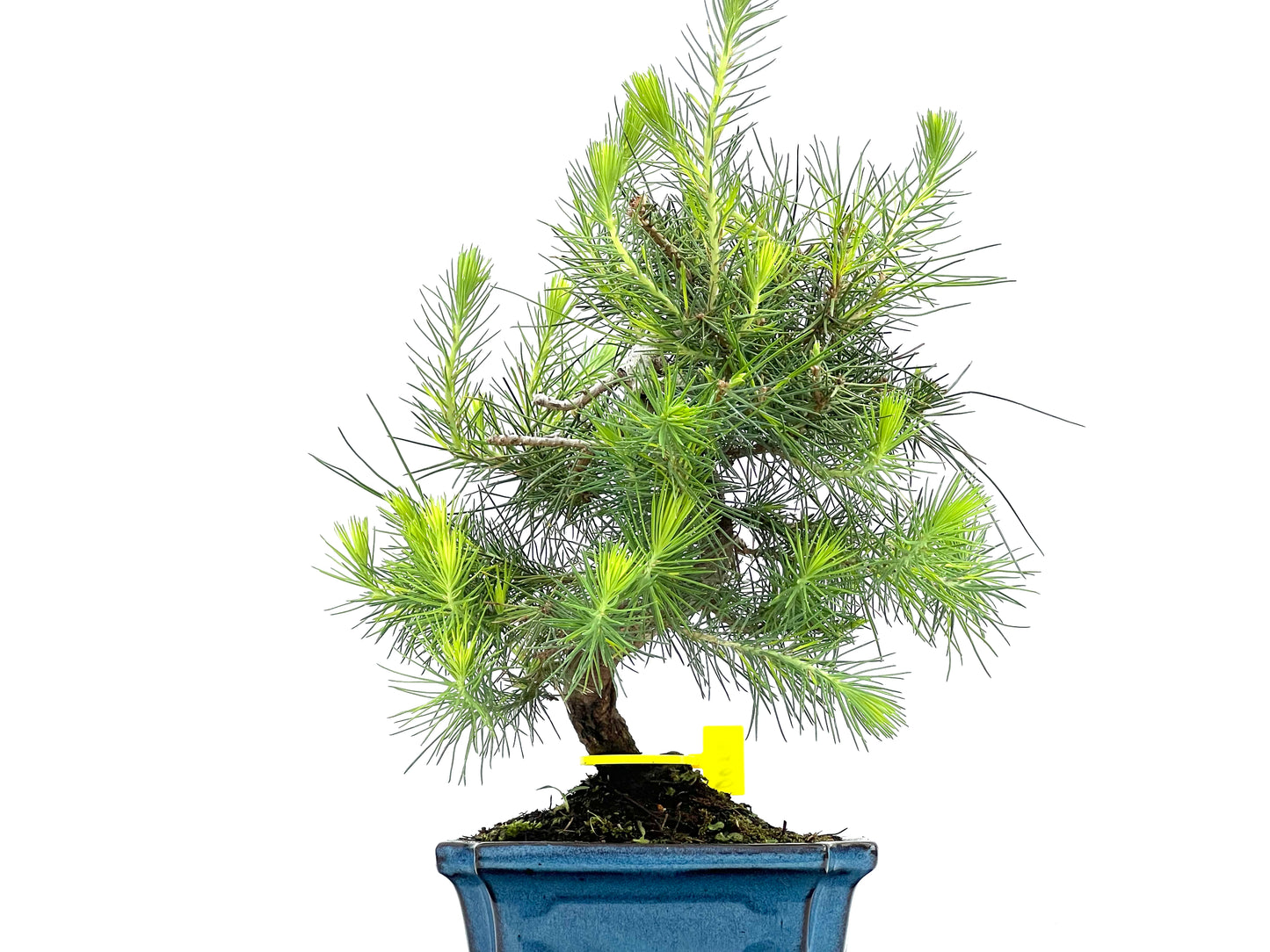 Pinus Halepensis 0086