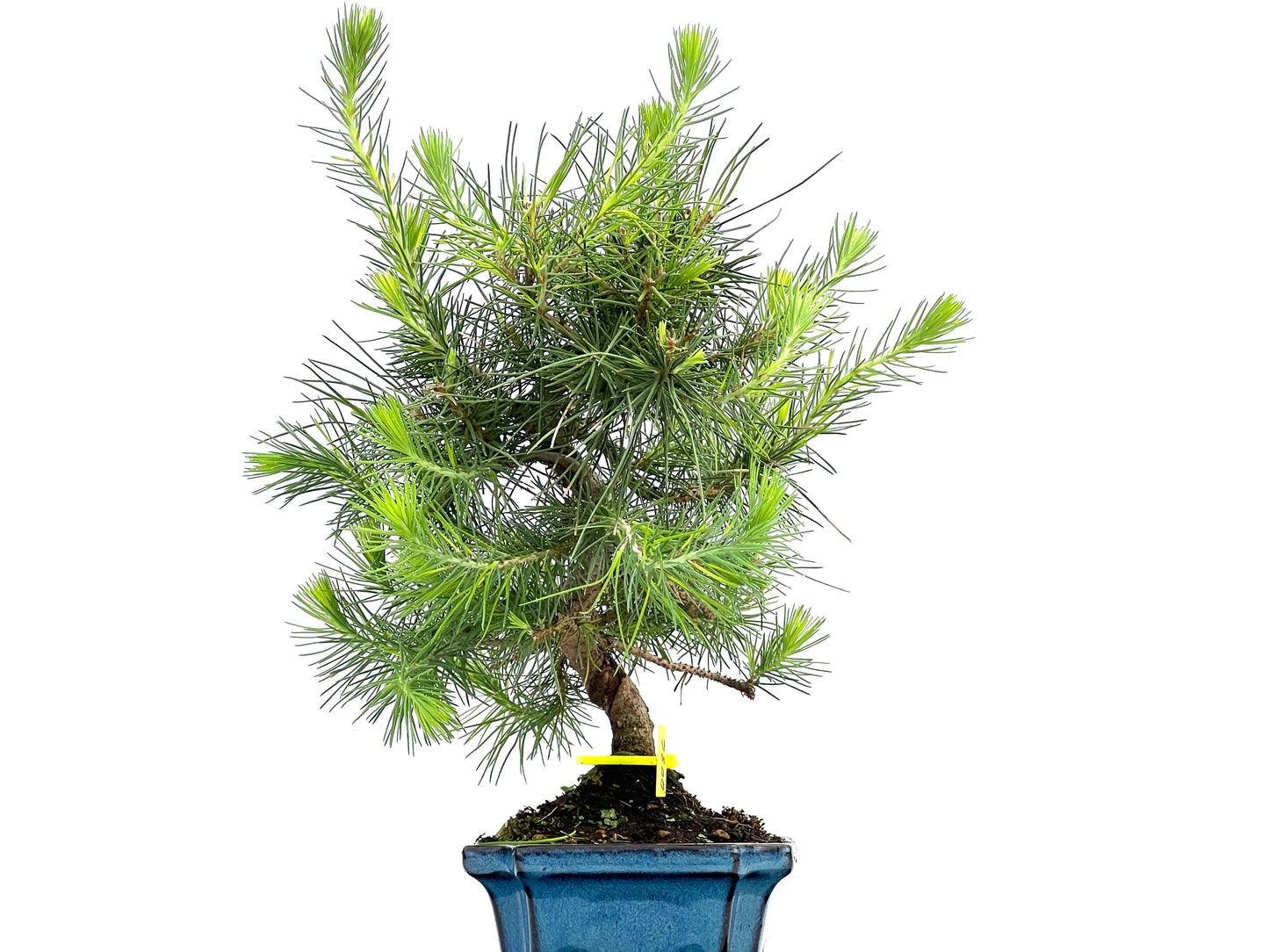 Pinus Halepensis 0086