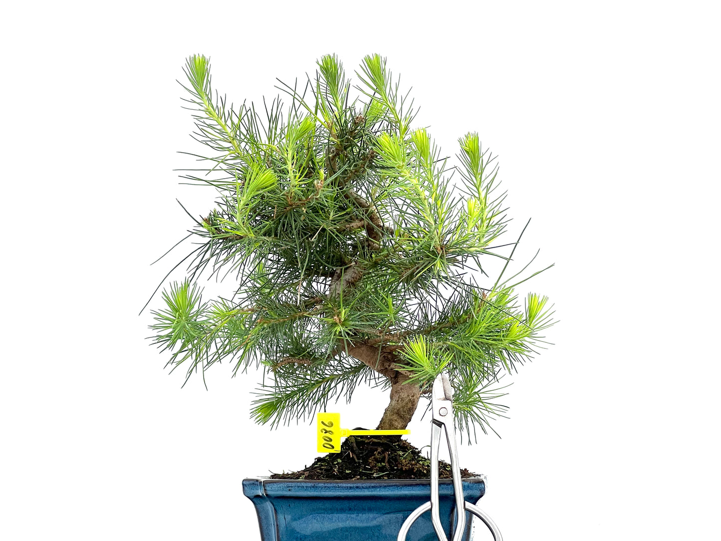 Pinus Halepensis 0086