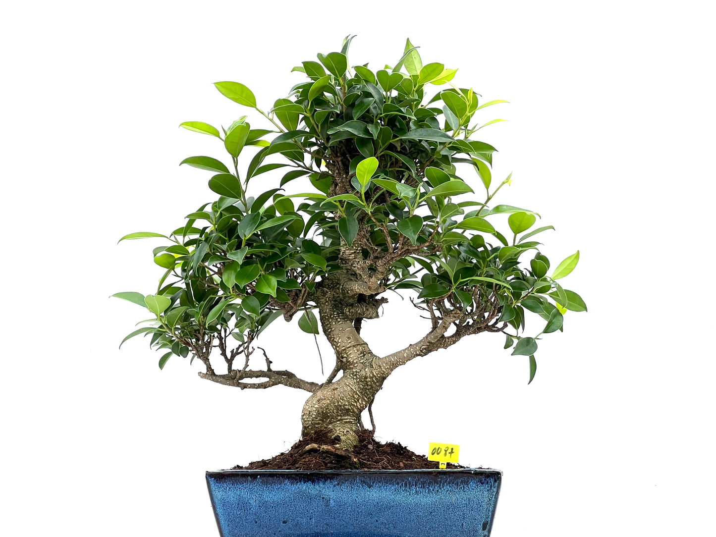 Ficus Tiger Bark 0087