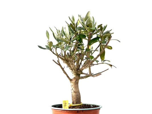 Olea Europaea 2460