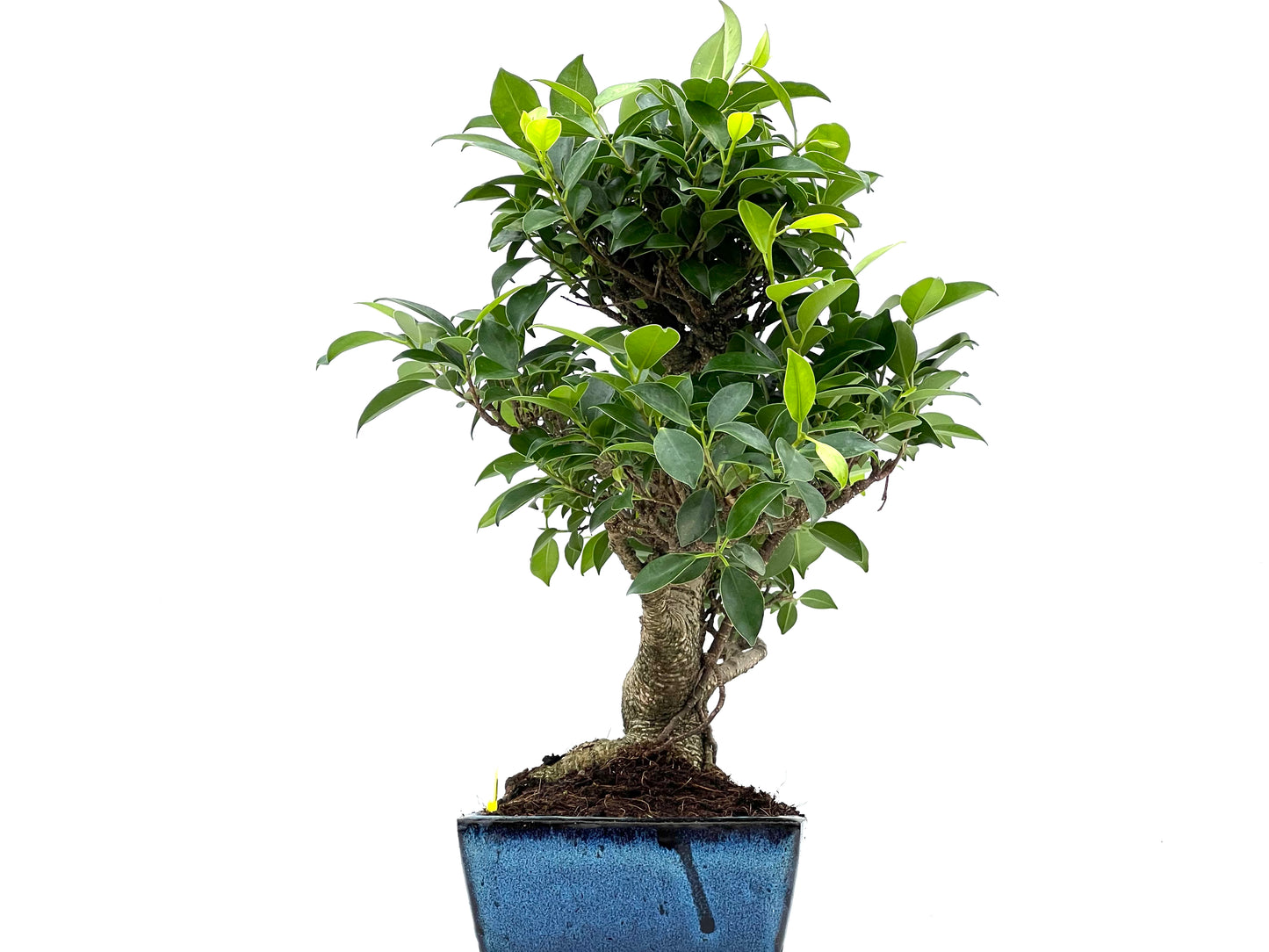 Ficus Tiger Bark 0087