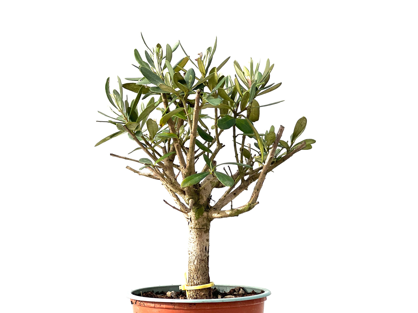 Olea Europaea 2460