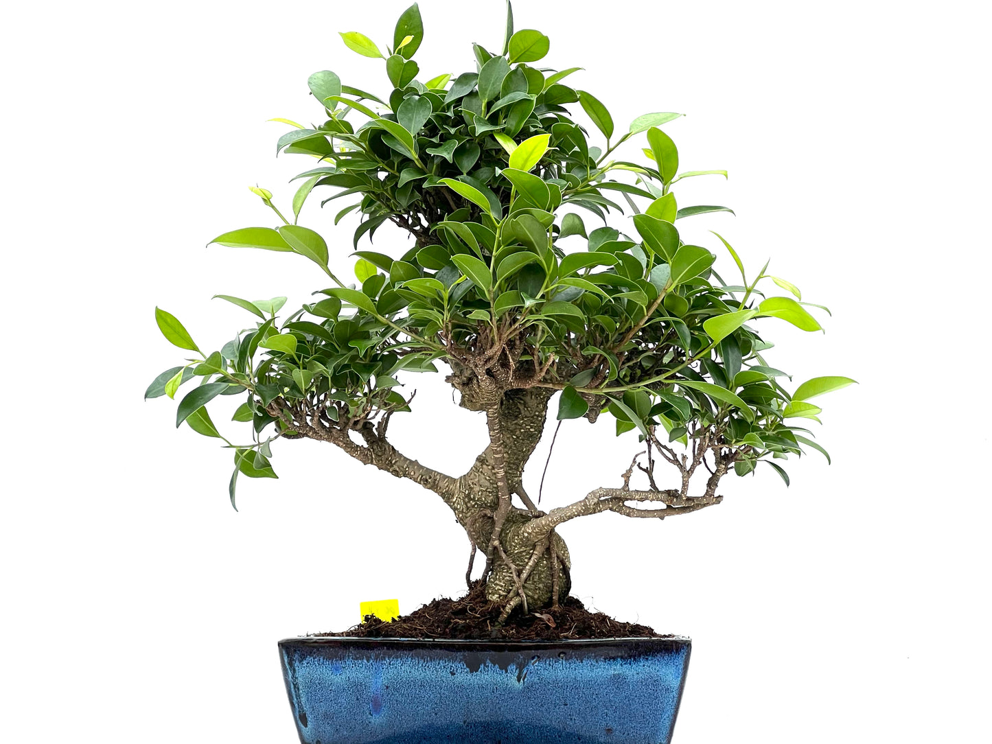 Ficus Tiger Bark 0087