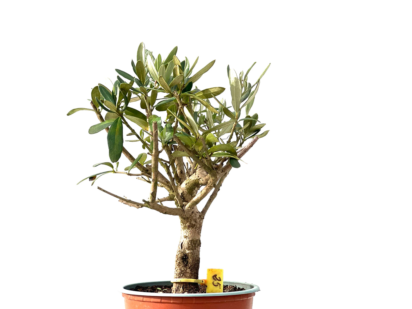 Olea Europaea 2460