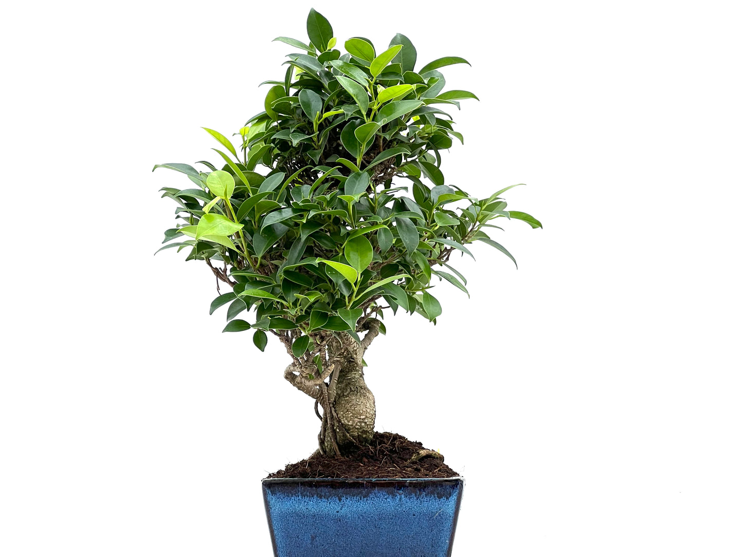 Ficus Tiger Bark 0087