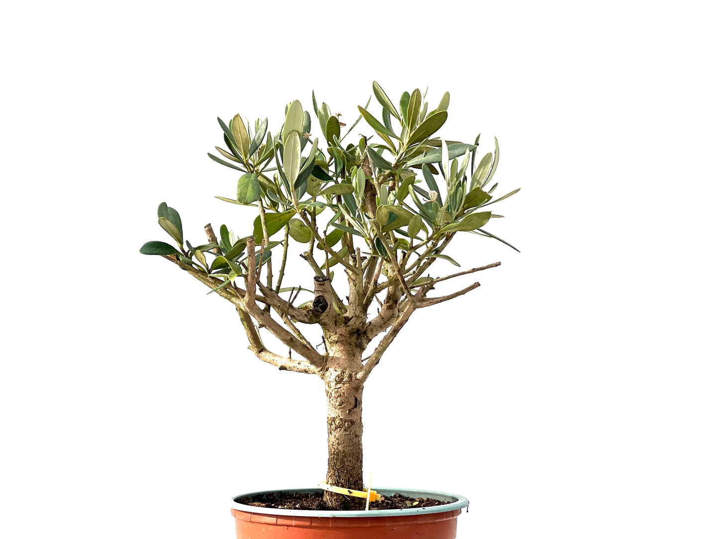 Olea Europaea 2460