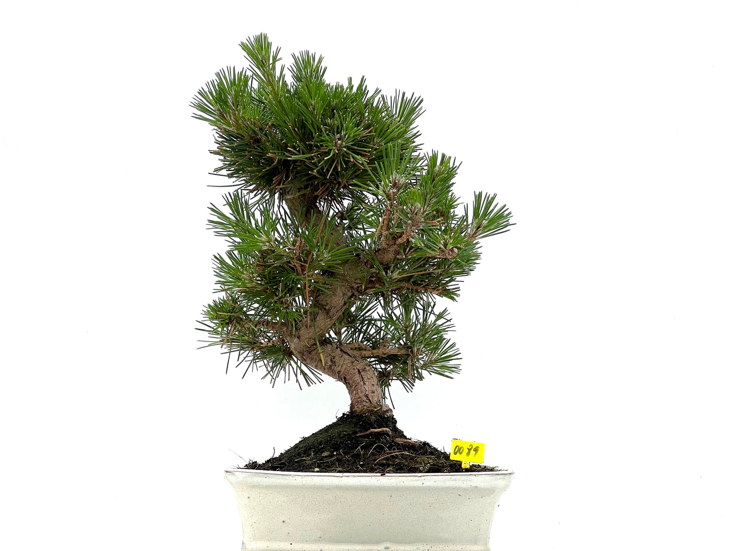 Pinus Thunbergii 0089