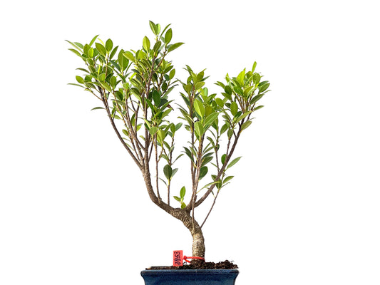 Ficus Tiger Bark 2453