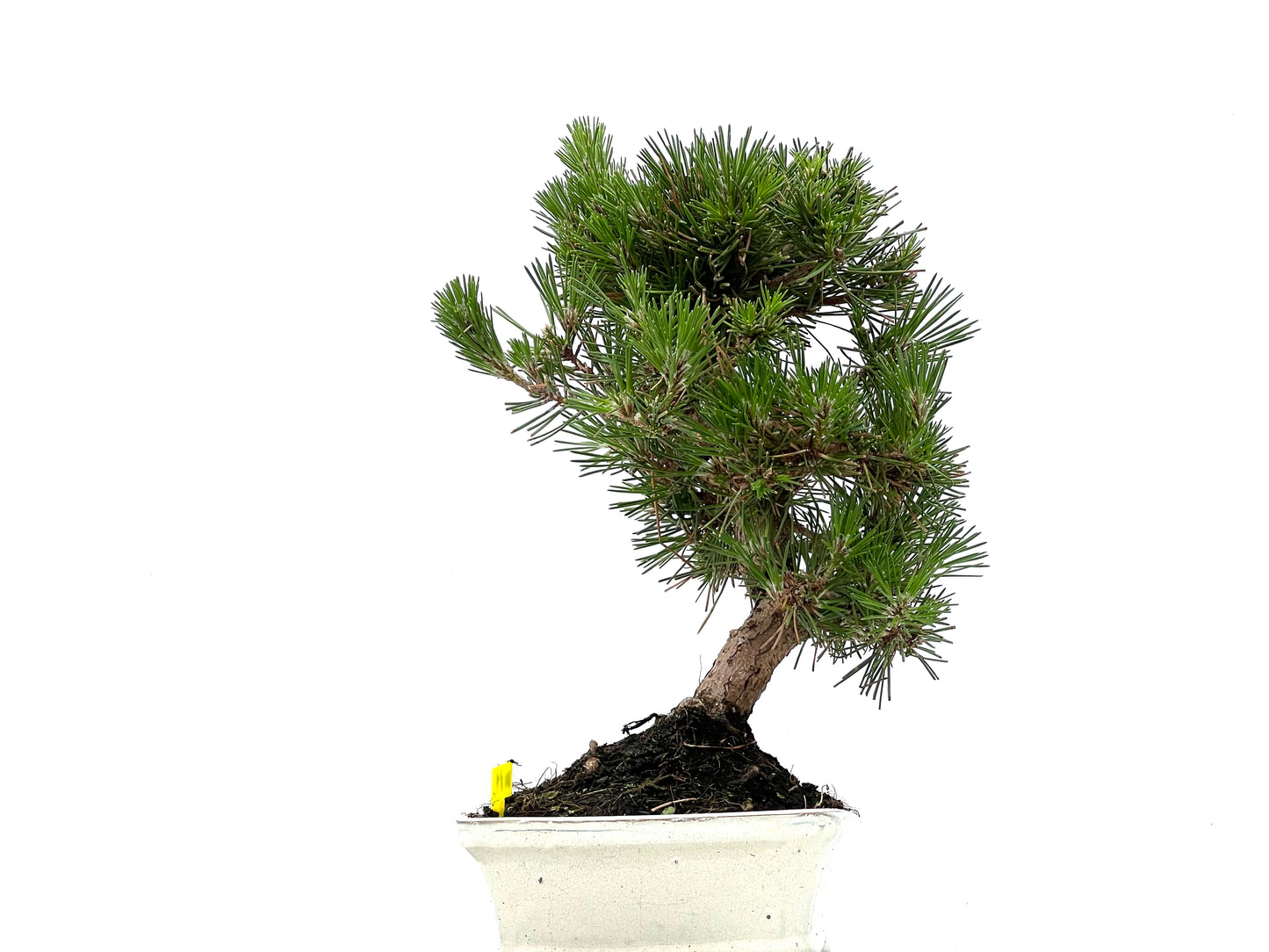 Pinus Thunbergii 0089