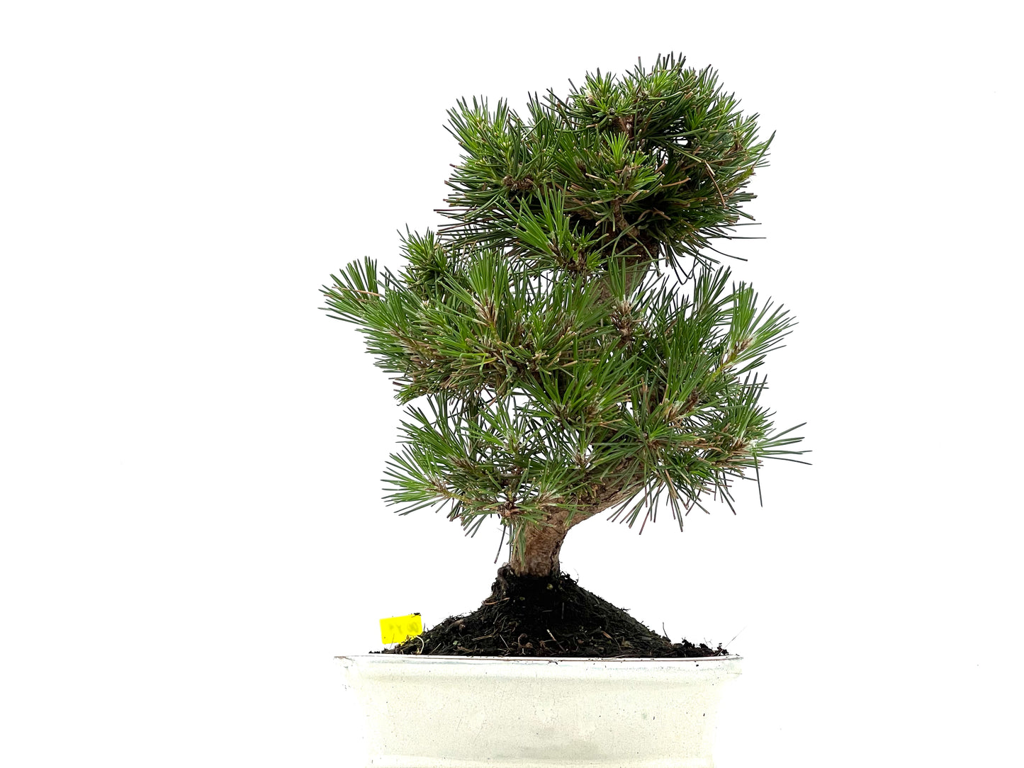Pinus Thunbergii 0089