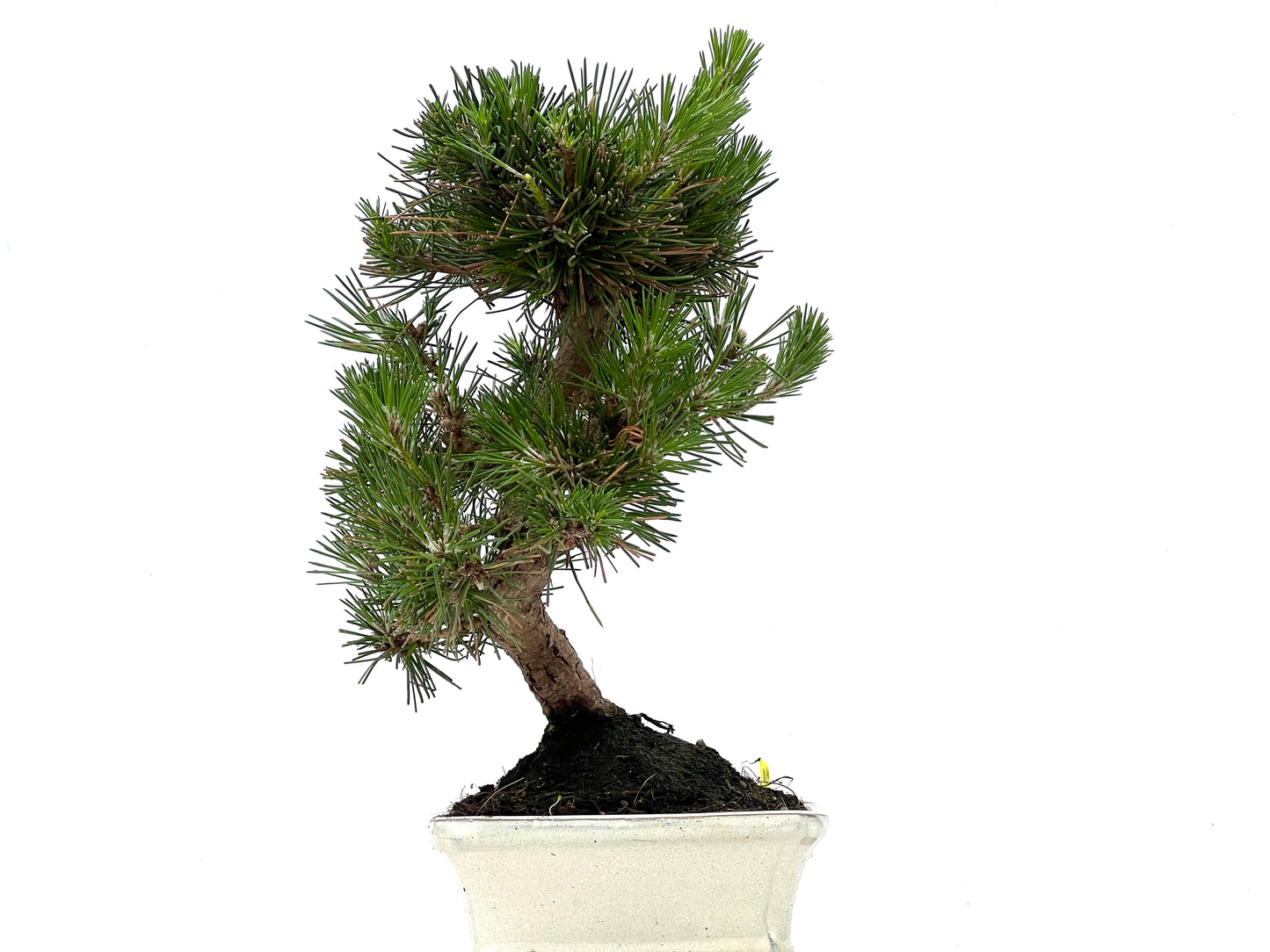 Pinus Thunbergii 0089