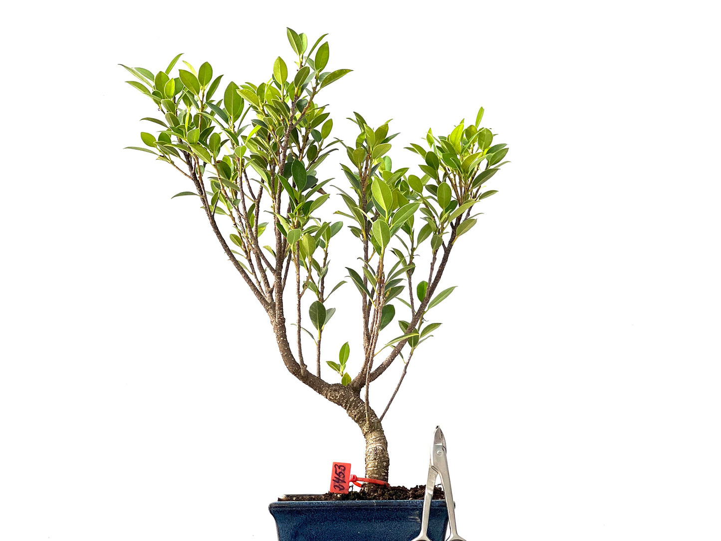 Ficus Tiger Bark 2453