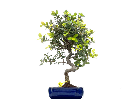 Quercus Suber 0090
