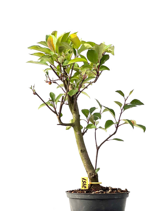 Malus Floribunda 2451
