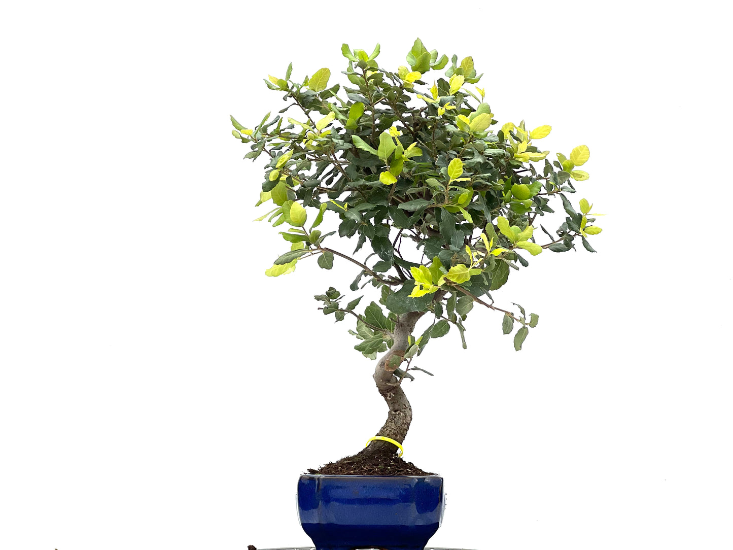 Quercus Suber 0090