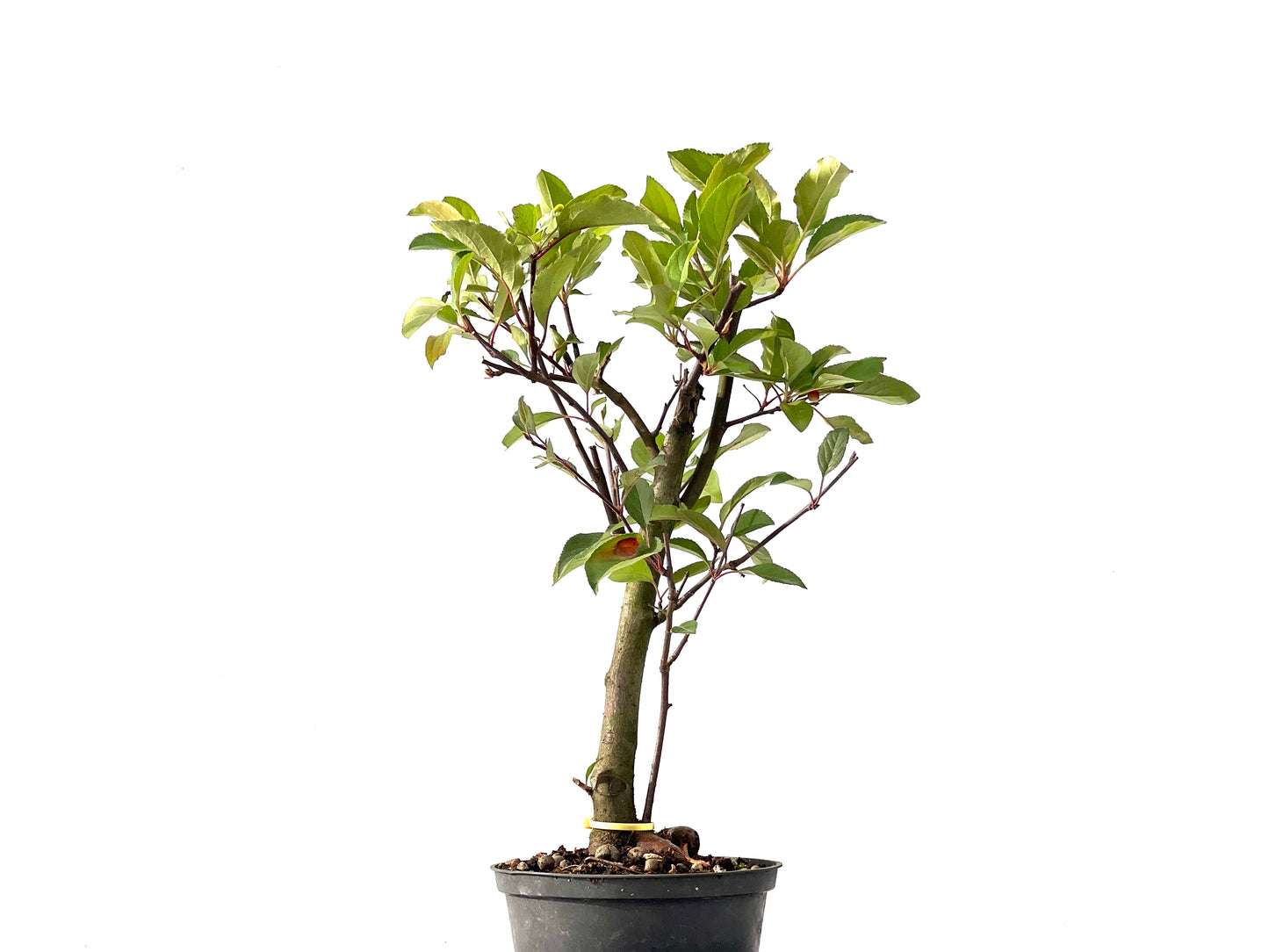 Malus Floribunda 2451
