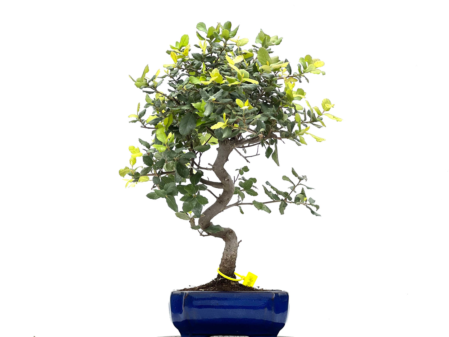 Quercus Suber 0090