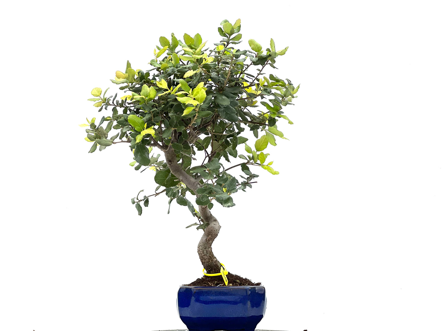 Quercus Suber 0090
