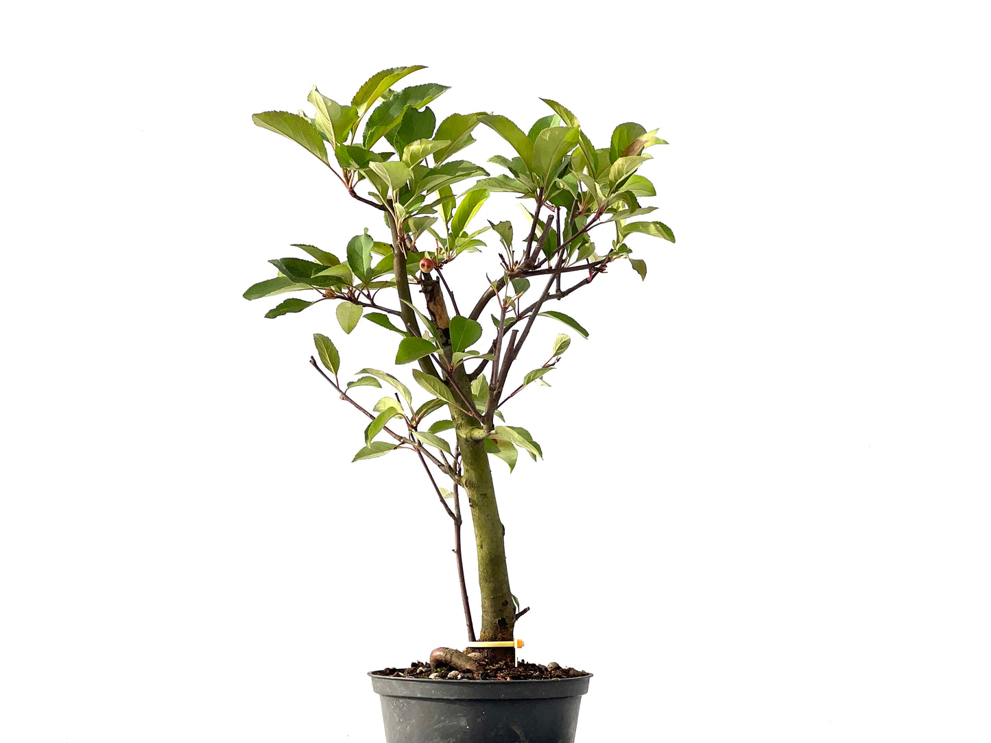 Malus Floribunda 2451