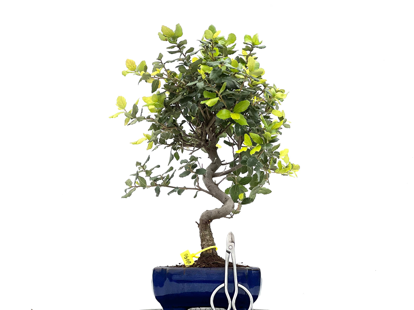 Quercus Suber 0090