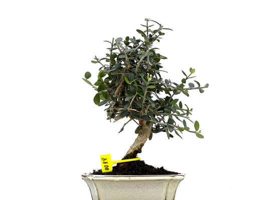 Olea Europaea Sylvestris 0088