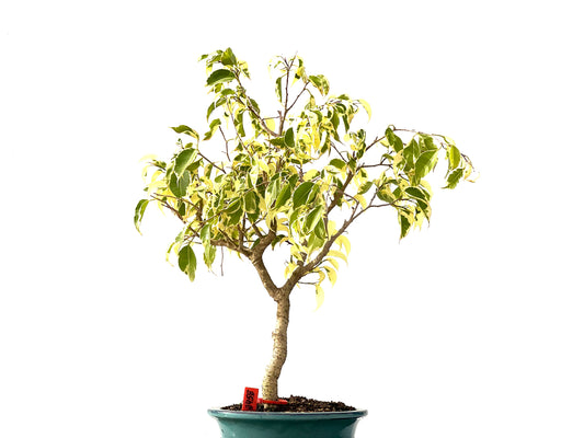 Ficus Benjamina Variegada 2458