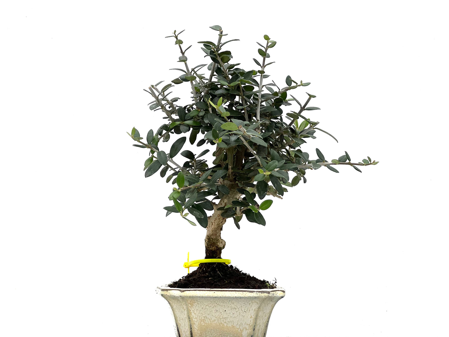 Olea Europaea Sylvestris 0088