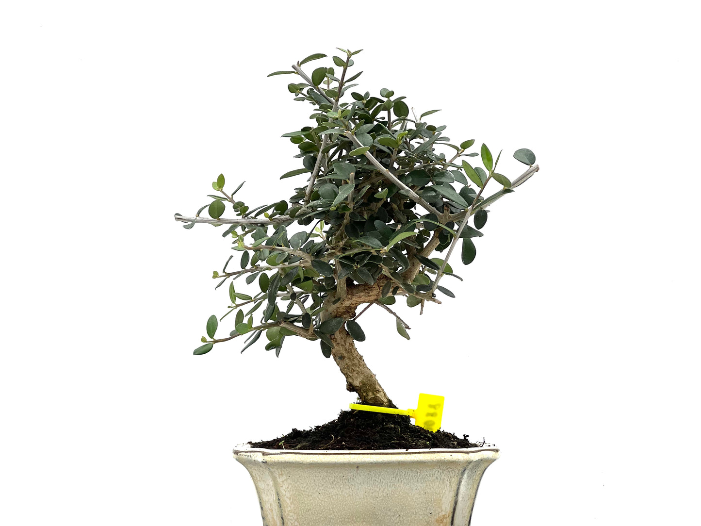 Olea Europaea Sylvestris 0088